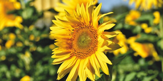 sunflower-5389943_1920