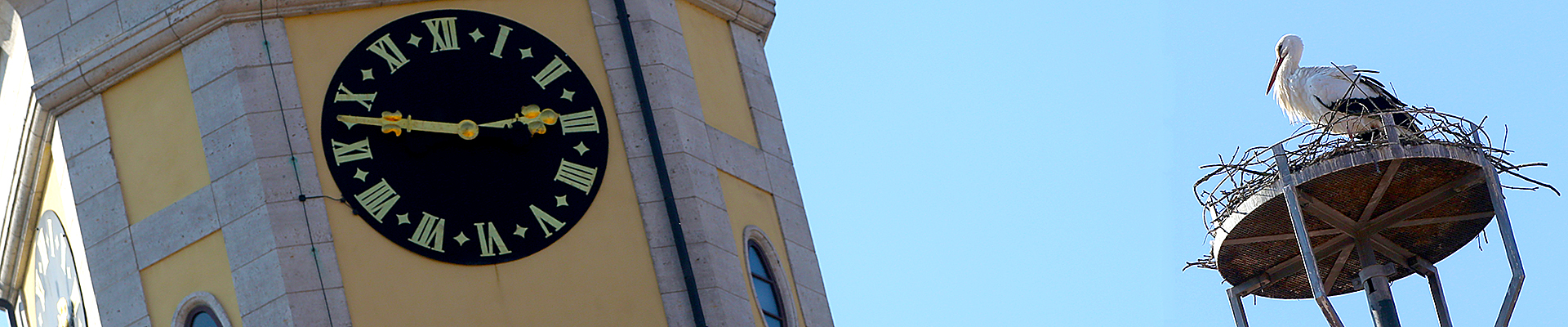Ein Storch im Nest neben dem Rathausturm