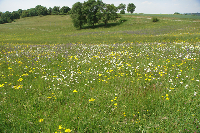 Blumenwiese bei Westgartshausen