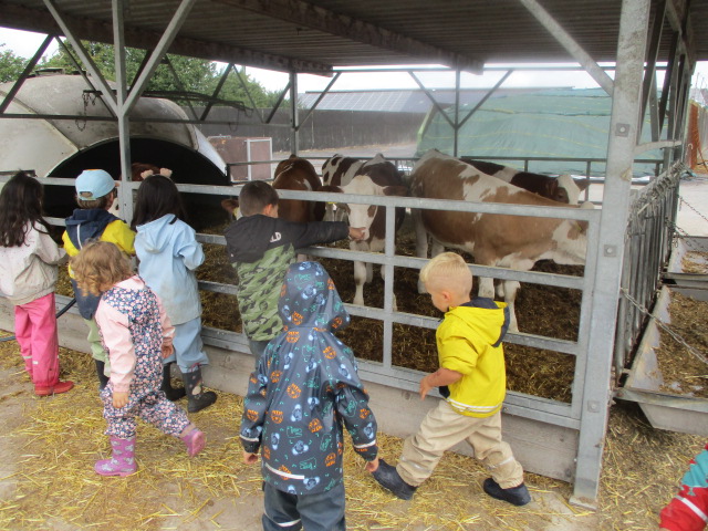 viele Kinder in bunter Regenkleidung versammeln sich vor einem Gatter hinter dem Kühe stehen