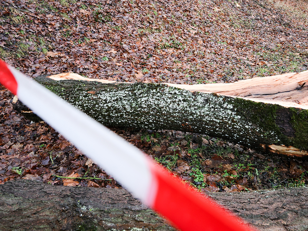 Stadtverwaltung Ein rot-weißes Absperrband, dahinter ein gefällter und gespaltener Baum
