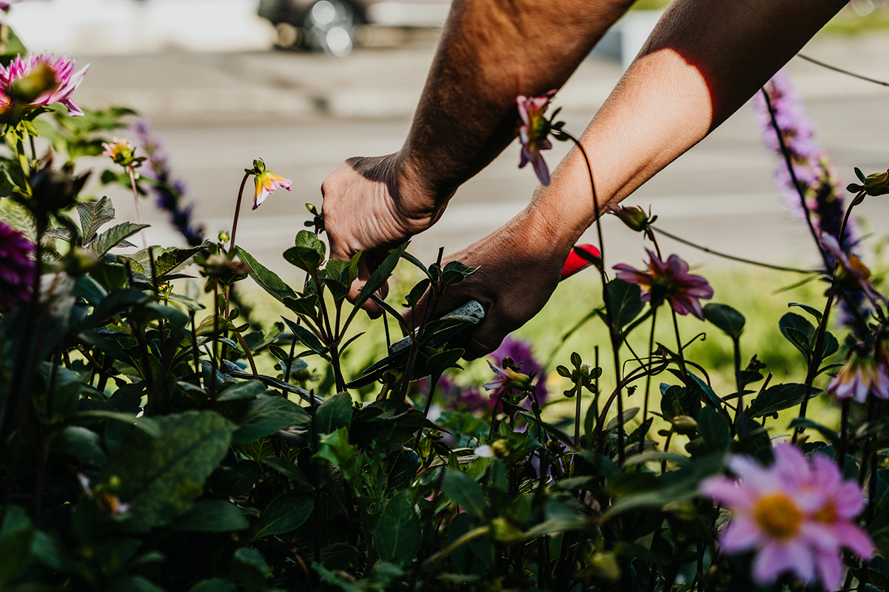 Stadtverwaltung Hände, die in einem Blumenbeet beschäftigt sind