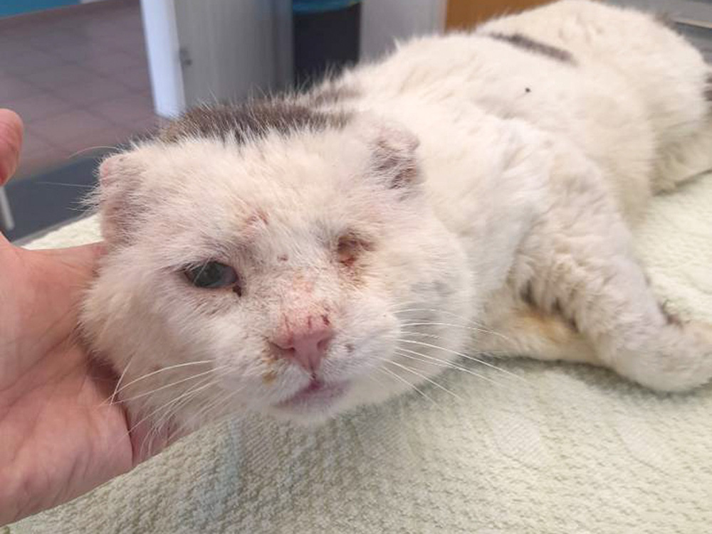 Eine offensichtlich geschwächte Katze mit verletztem Auge
