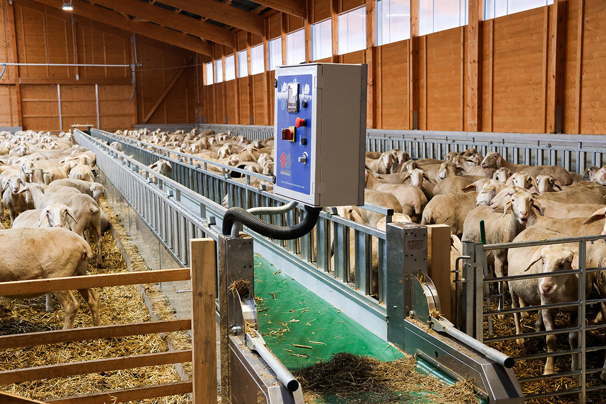 Schafe in Gattern, dazwischen ein Futterförderbahn